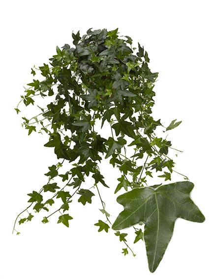 <h4>Hedera He Jacobine Beperkt leverbaar</h4>