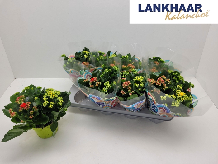 <h4>KAL GE GEM I POT</h4>