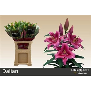 LI OR DALIAN