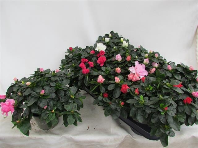 RHODO SI VOGEL GEM