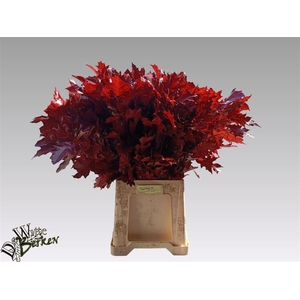 Quercus Rubra Red Klbh