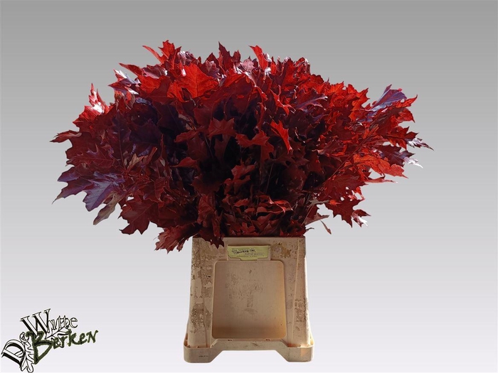 <h4>Querc Rubra Klb Rood 80 Cm</h4>