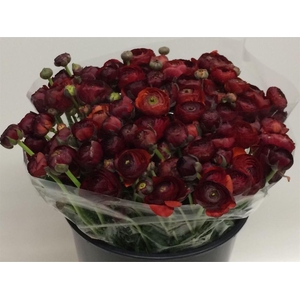 Ran El Chocolade Extra