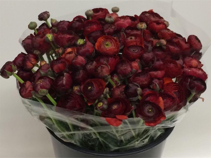 <h4>Ran El Chocolade Super</h4>