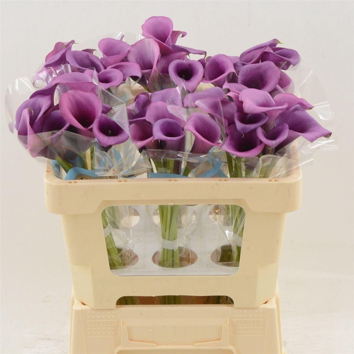 <h4>Calla Durban</h4>