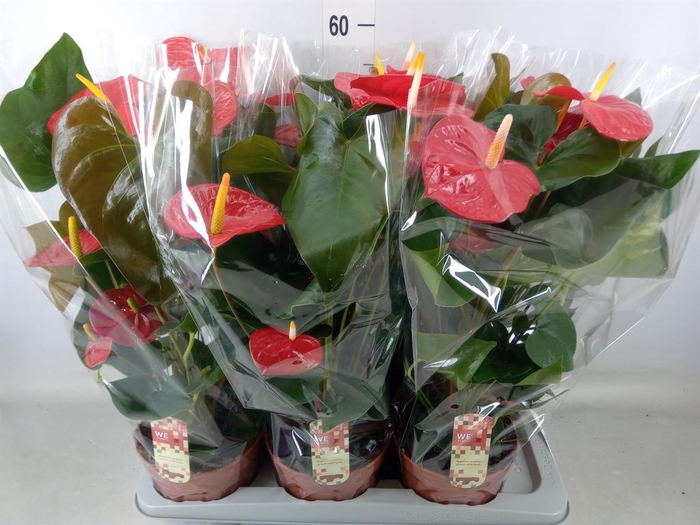 <h4>Anthurium andr. 'Idaho'</h4>