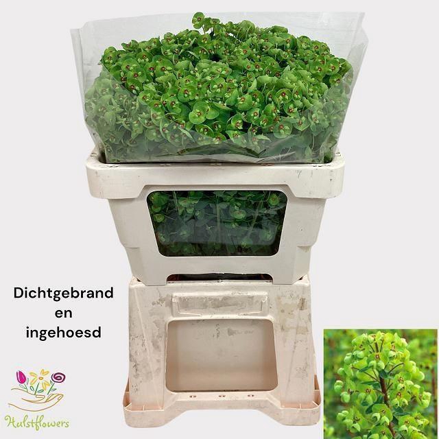 <h4>EUPH X MARTINII EUPH X MARTINI</h4>