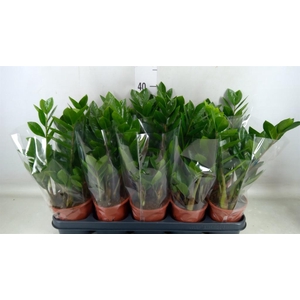 Zamioculcas zamiifolia