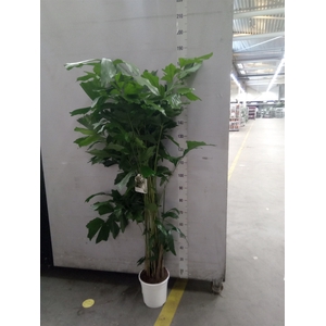Caryota mitis