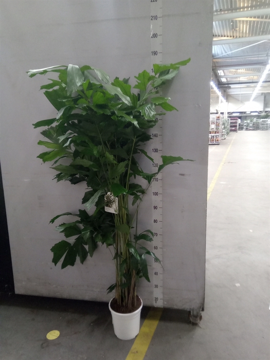 <h4>Caryota mitis</h4>