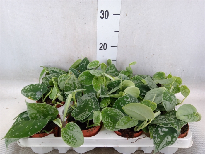 <h4>Scindapsus pictus 'Silvery Ann'</h4>
