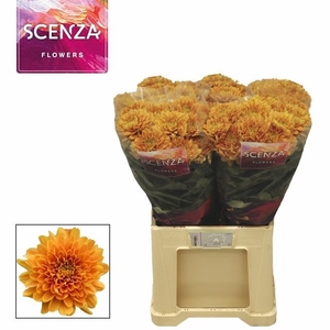 CHR G KALIMBA ORANGE ANGEBOT