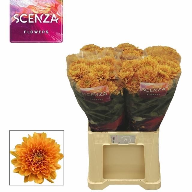<h4>CHR G KALIMBA ORANGE ANGEBOT</h4>