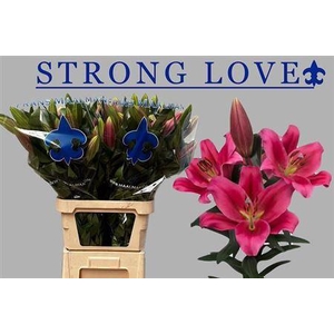 Li Ot Strong Love
