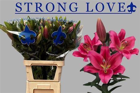 <h4>Li Ot Strong Love</h4>