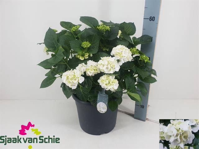 <h4>HYDR M HI ICE</h4>