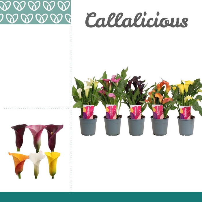 <h4>Zantedeschia   ...mix</h4>