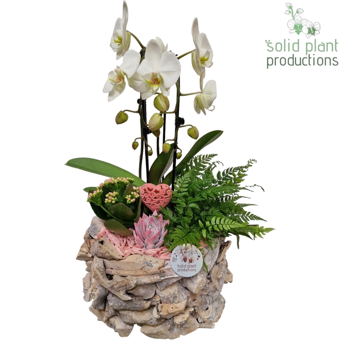 <h4>PE008 Driftwood White Washed Round Pink VM</h4>