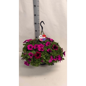 PET GEM IN POT