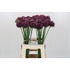 Allium Purple Mystery
