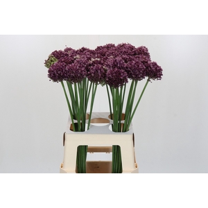 Allium Purple Mystery