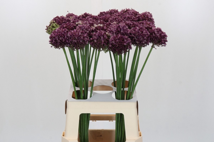 <h4>Allium Purple Mystery</h4>