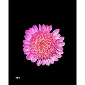 Chr T Stallion Dusty Cerise