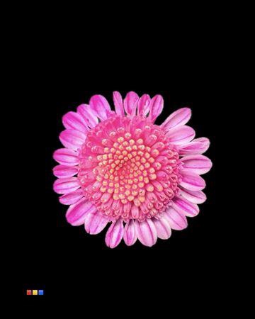 <h4>Chr T Stallion Dusty Cerise</h4>