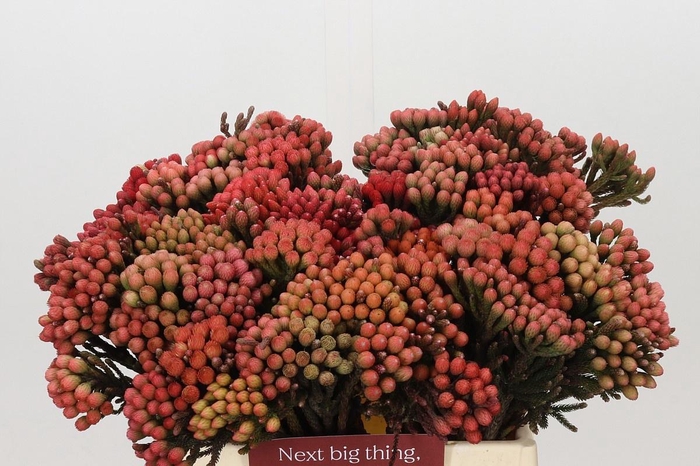 <h4>BRUN LA RED</h4>