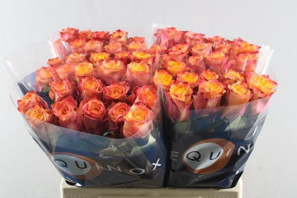 <h4>R Gr Wildfox L60</h4>