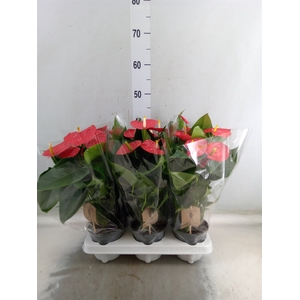 Anthurium andr. 'Esudo'