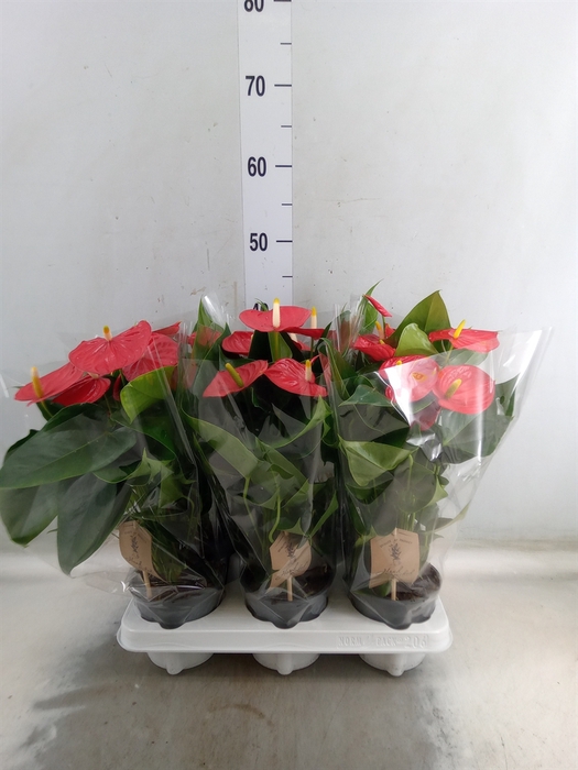 <h4>Anthurium andr. 'Esudo'</h4>