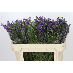 Aster Casamare