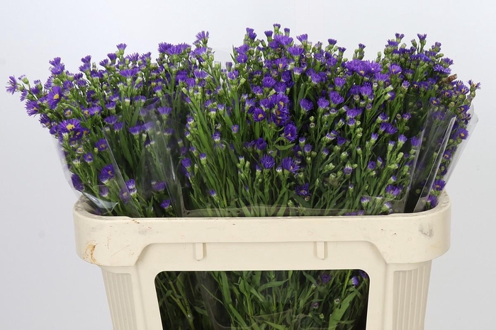 <h4>Aster Casamare</h4>