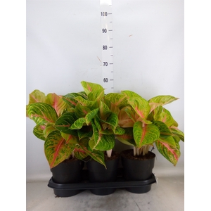 Aglaonema   ...