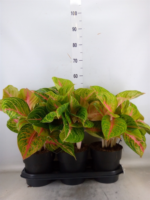 <h4>Aglaonema   ...</h4>