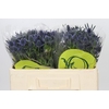Eryngium Magical Blue Lagoon