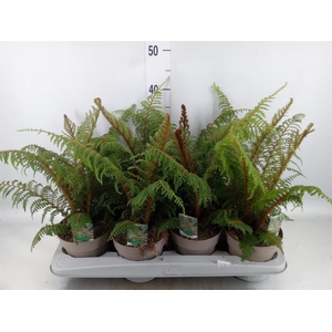 Cyathea tomentosissima