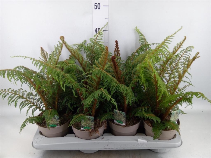 <h4>Cyathea tomentosissima</h4>