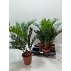 CYCAS REVOLUTA
