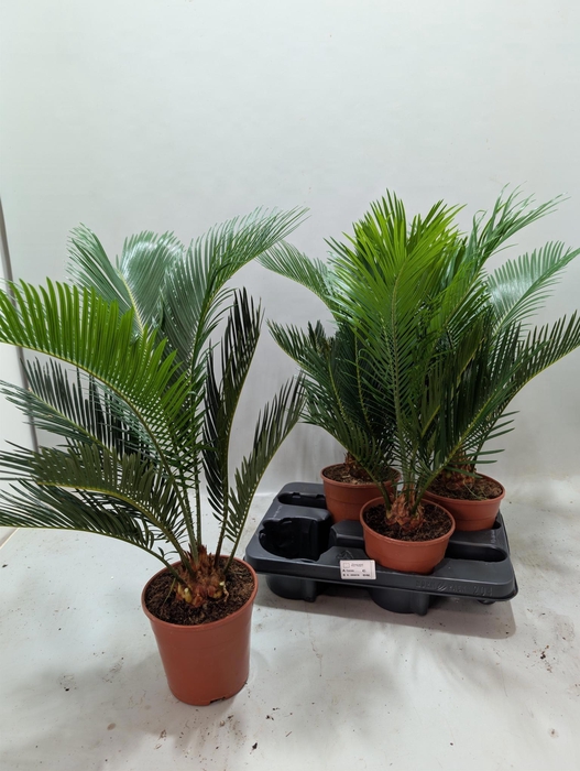 <h4>CYCAS REVOLUTA</h4>