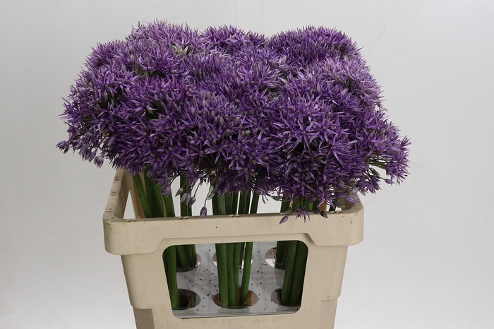 <h4>Allium Jackpot</h4>