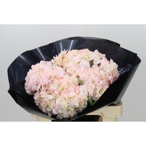 Hydrangea Premium Light Pink
