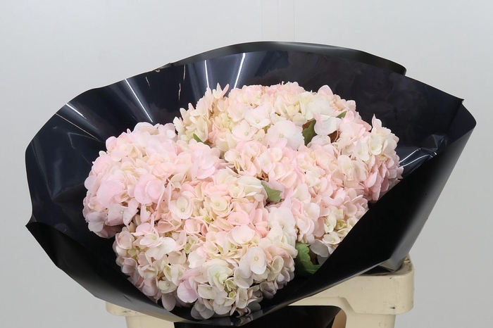 <h4>Hydrangea Premium Light Pink</h4>