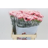 Dianthus St Hugo