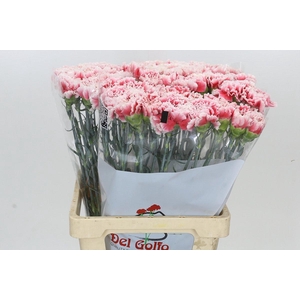 Dianthus St Hugo