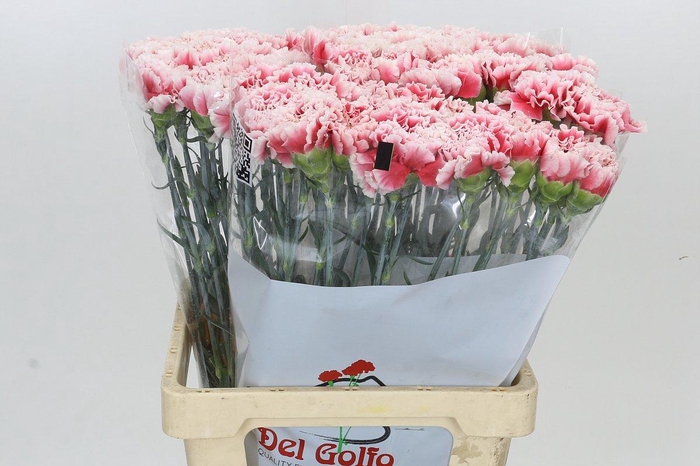 <h4>Dianthus St Hugo</h4>