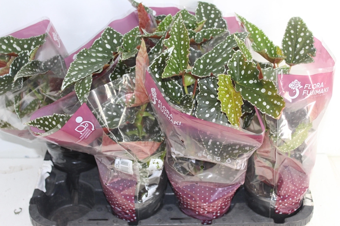 <h4>BEGONIA MACULATA SPOTLIGHT GREEN P13</h4>