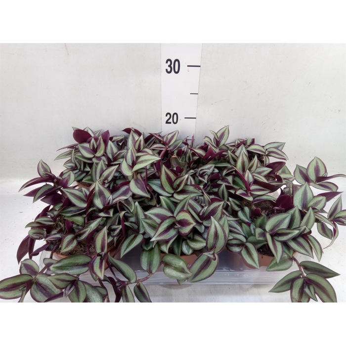 <h4>Tradescantia zebr. 'Violet Hill'</h4>