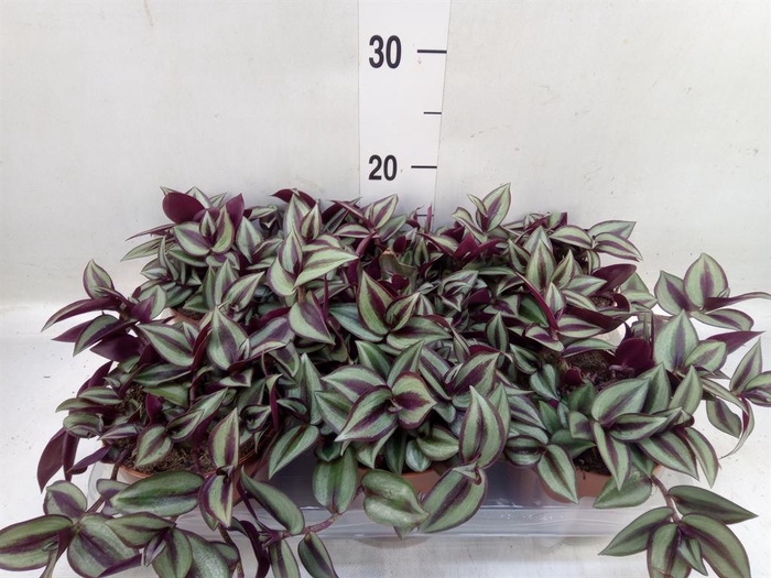 Tradescantia zebr. 'Violet Hill'